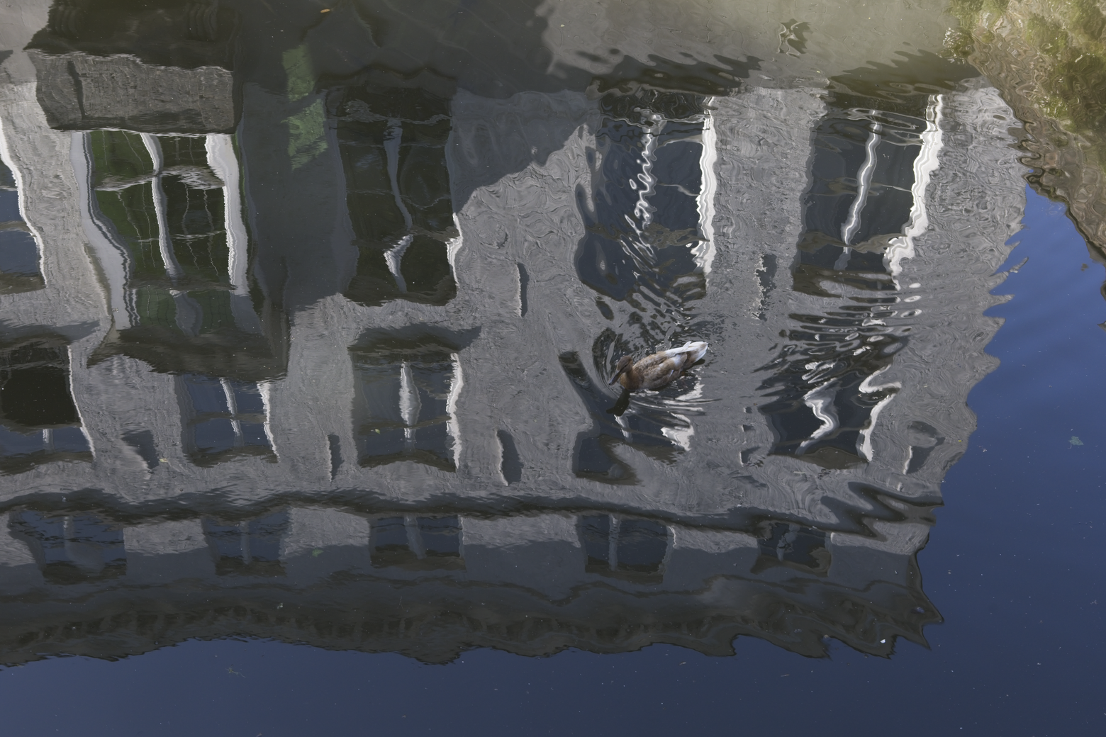 A reflection of a large building is visible on the calm water, with the architectural features, including multiple windows, being distorted by the surface. A small bird is floating near the center of the reflection.