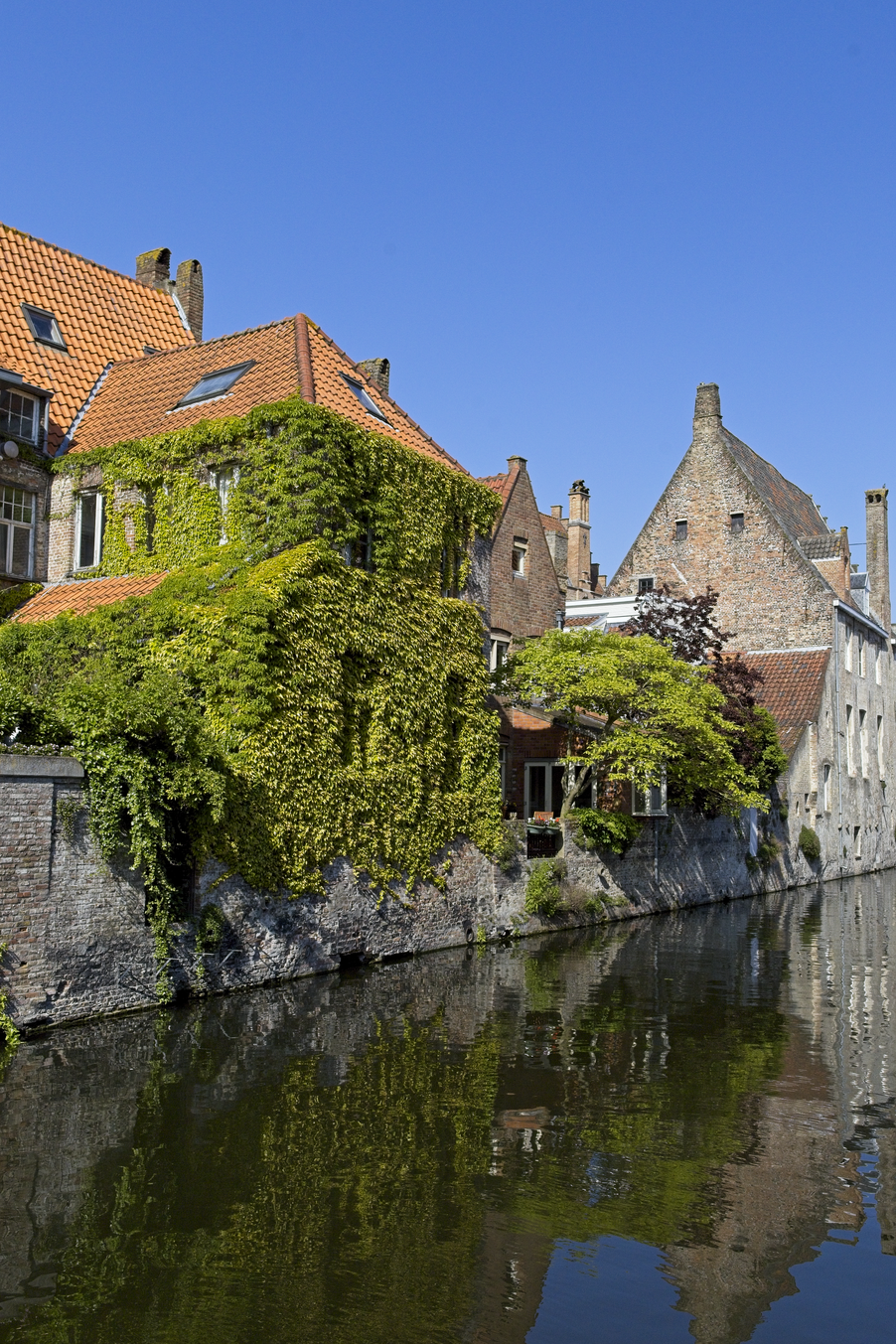 A picturesque view of historic European canal houses, featuring stone buildings with terracotta roofs heavily draped in vibrant green ivy. The scene is reflected in the calm canal water beneath a clear blue sky.