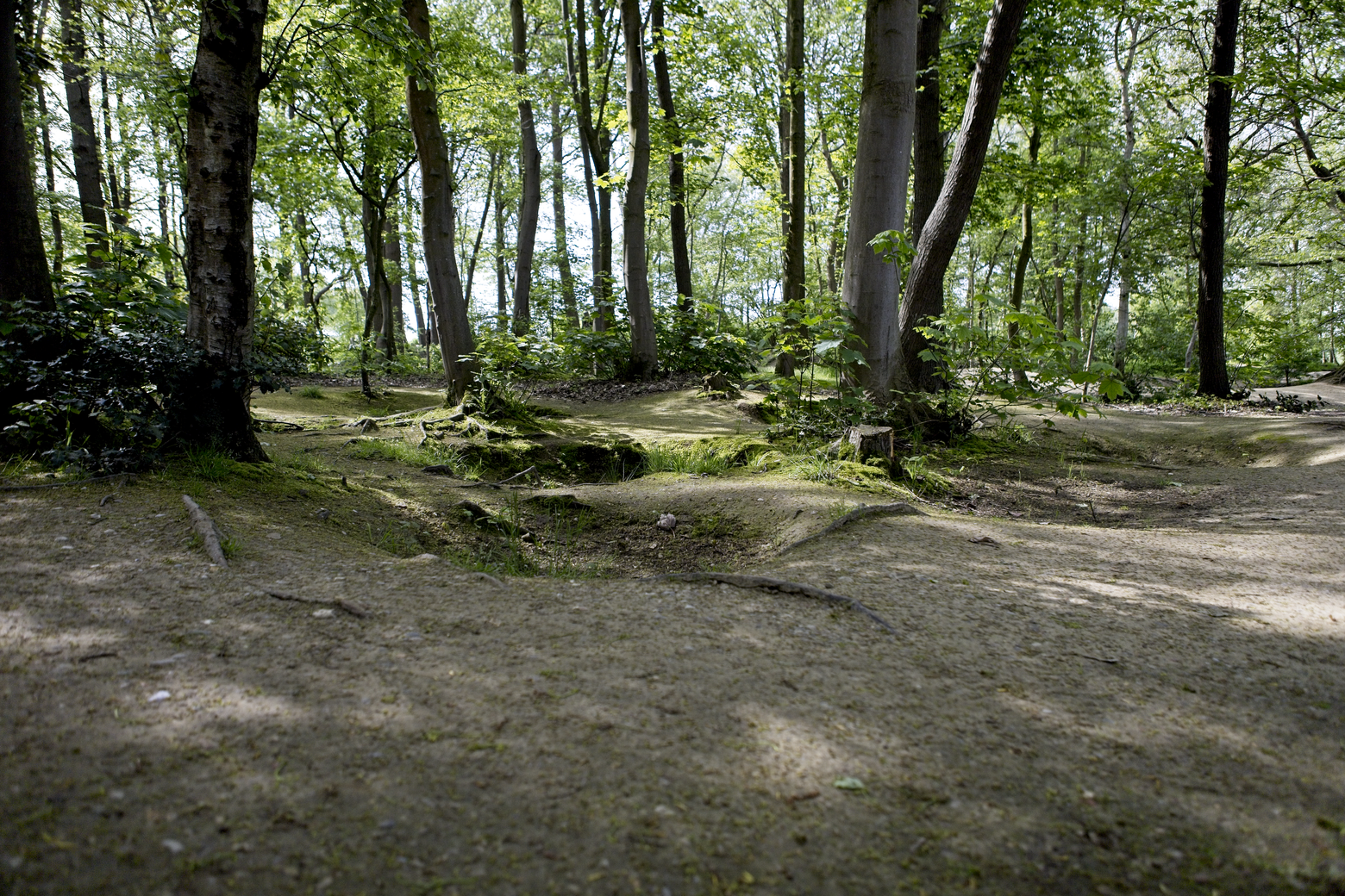 A dense forest scene featuring a winding, dirt pathway in the foreground, surrounded by tall, green-leafed trees. The sunlight filters through the canopy, creating a dappled light effect across the uneven terrain.