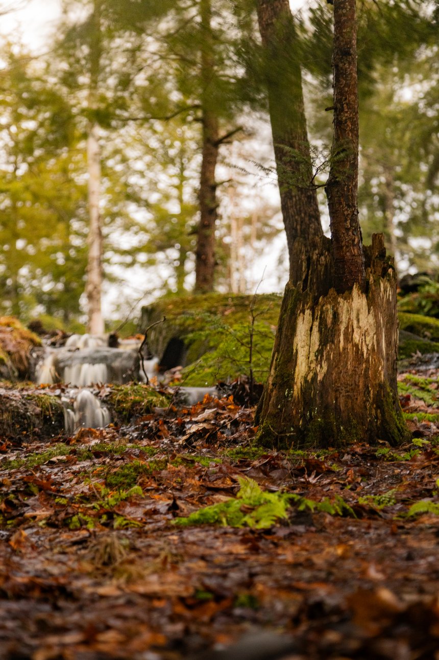 A serene forest scene captured with a shallow depth of field, featuring a weathered tree stump with two trees growing from it in the foreground. The ground is covered in fallen autumn leaves, vibrant green moss, and ferns, while a small cascading waterfall flows over moss-covered rocks in the background. Tall trees rise into a softly blurred canopy, with dappled sunlight filtering through, creating a peaceful and natural woodland atmosphere.