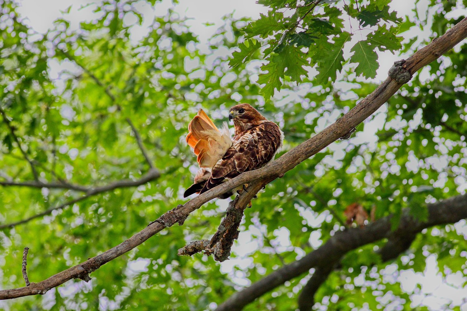 A Red-tailed Hawk perched on a tree branch surrounded by lush green leaves, appearing to molt as it pulls a large reddish-brown feather from its body. The bird displays brown and white mottled plumage with a distinctive reddish tail, while the dappled sunlight filters through the leafy canopy in the background.