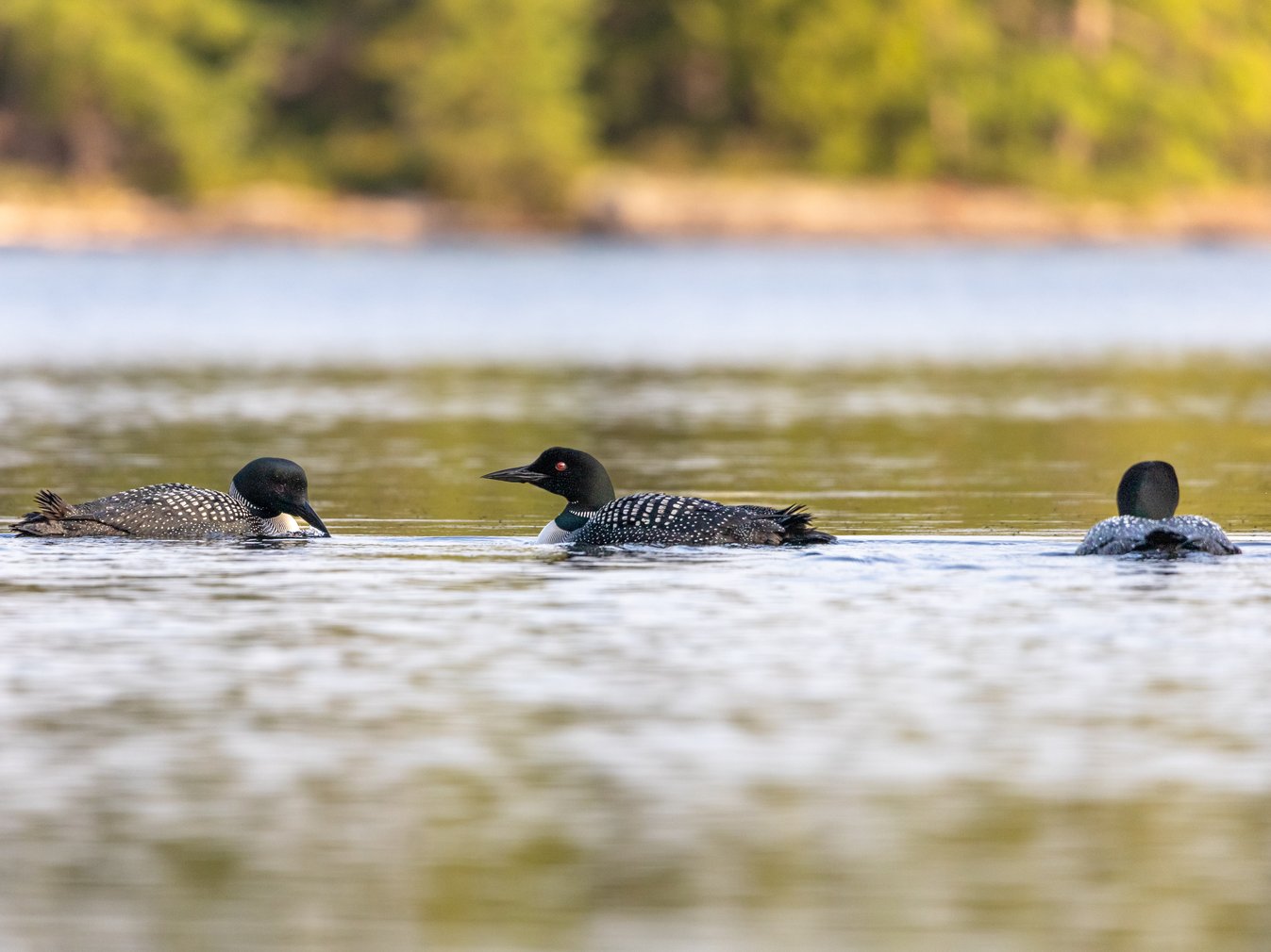 Three common loons swimming in calm lake water, each displaying a black head, red eye, and speckled black-and-white back pattern. The birds are positioned in a horizontal line across the frame, with one facing left, one in profile, and one showing its back to the viewer. The background features a soft, out-of-focus shoreline with green trees and vegetation under natural daylight.