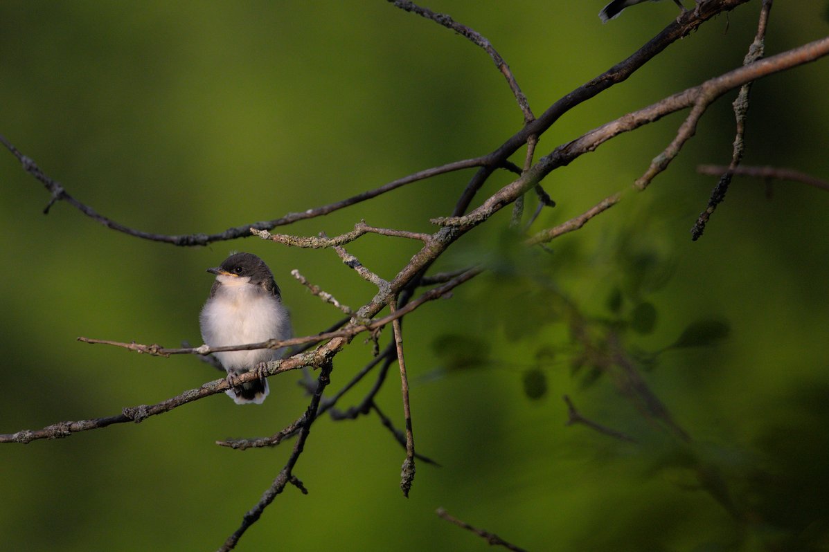A small, fluffy bird with a grayish head and white chest perched on a thin, lichen-covered branch. Several bare branches extend across the frame, set against a soft, out-of-focus green background suggesting surrounding foliage. The bird appears to be a juvenile, with downy feathers and an alert posture.