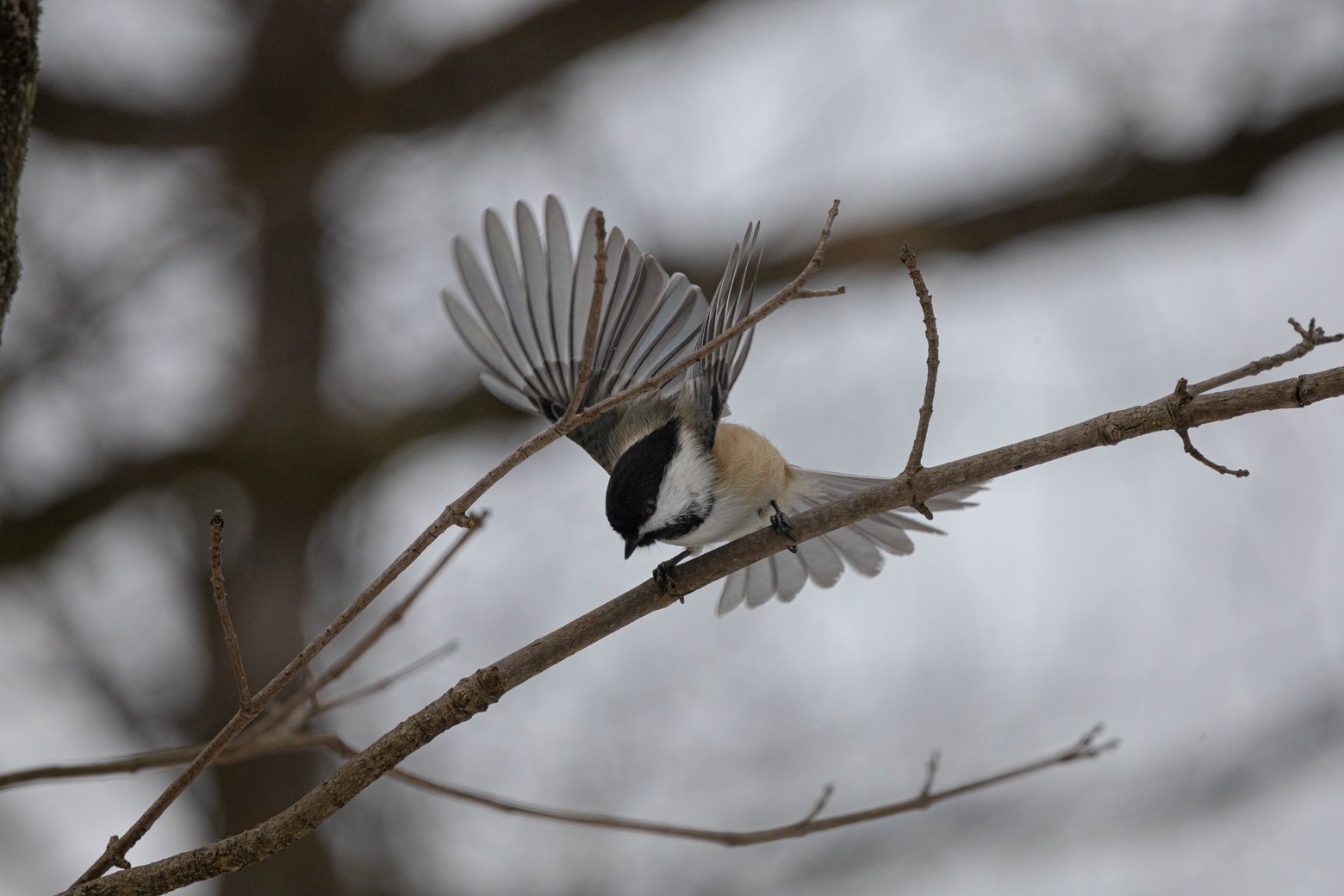 A black-capped chickadee is captured mid-motion on a bare tree branch, with its wings spread wide in a fan-like display. The small bird shows its characteristic black cap and bib, white cheeks, and buffy-tan back and sides. Its claws grip the thin branch while it appears to be either landing or preparing to take flight. The background is softly blurred in muted gray tones, suggesting a cold, wintry day with no leaves on the surrounding branches.