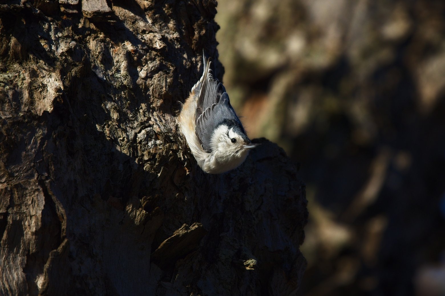 A black-capped chickadee is captured mid-motion on a bare tree branch, with its wings spread wide in a fan-like display. The small bird shows its characteristic black cap and bib, white cheeks, and buffy-tan back and sides. Its claws grip the thin branch while it appears to be either landing or preparing to take flight. The background is softly blurred in muted gray tones, suggesting a cold, wintry day with no leaves on the surrounding branches.