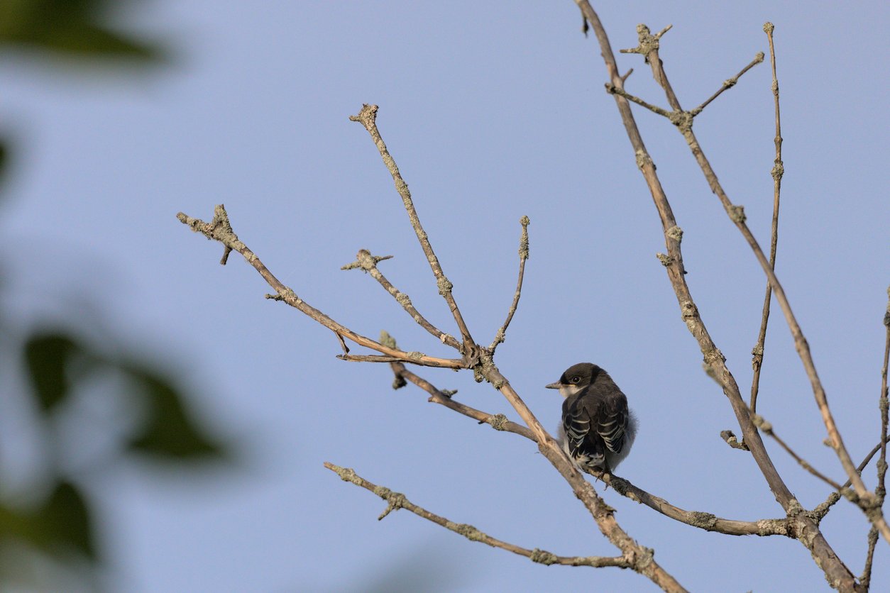 A black-capped chickadee is captured mid-motion on a bare tree branch, with its wings spread wide in a fan-like display. The small bird shows its characteristic black cap and bib, white cheeks, and buffy-tan back and sides. Its claws grip the thin branch while it appears to be either landing or preparing to take flight. The background is softly blurred in muted gray tones, suggesting a cold, wintry day with no leaves on the surrounding branches.