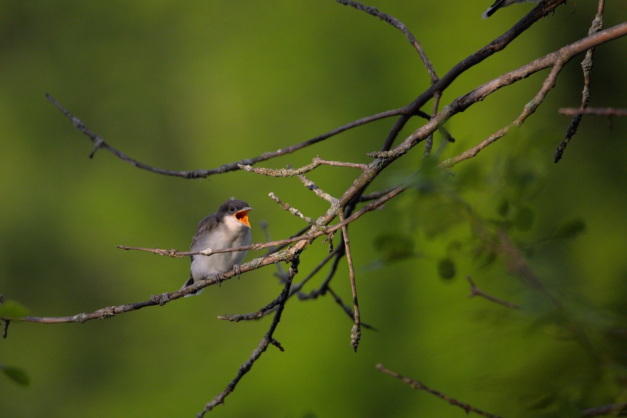 A small bird with grayish-brown upper feathers and a pale underbelly is perched on a thin, lichen-covered tree branch with its beak wide open, revealing a bright orange interior, likely calling out or waiting to be fed. The scene is set against a soft, out-of-focus green background of foliage, with several bare branches extending across the frame.