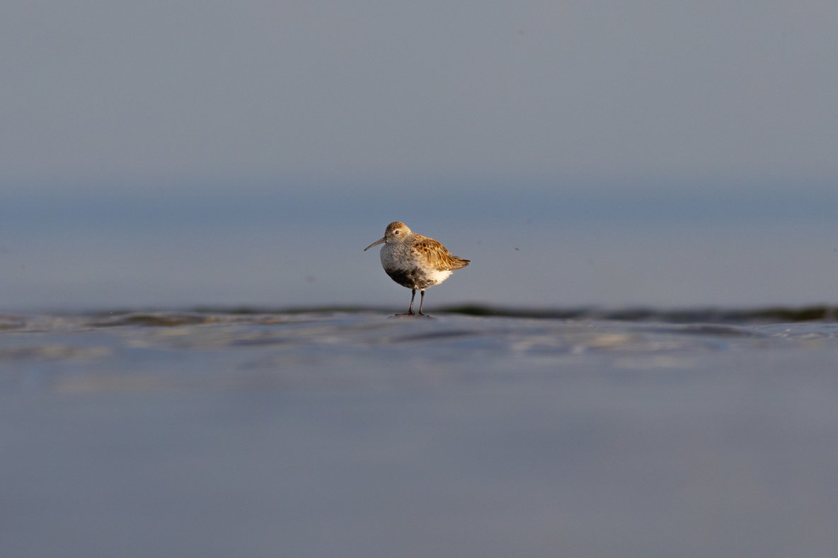 A single shorebird, likely a curlew with a long curved beak, stands in shallow water on a beach. The bird has mottled brown and white plumage and is captured in profile. The background is a soft, muted blue-gray sky with calm water in the foreground, creating a serene and minimalist composition with the bird centered in the frame.