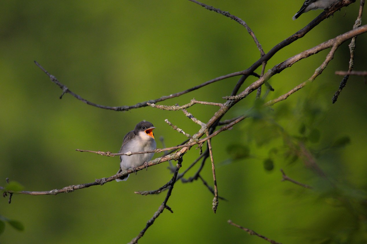 A small bird with grayish-brown upper feathers and a pale underbelly is perched on a thin, lichen-covered tree branch with its beak wide open, revealing a bright orange interior, likely calling out or waiting to be fed. The scene is set against a soft, out-of-focus green background of foliage, with several bare branches extending across the frame.