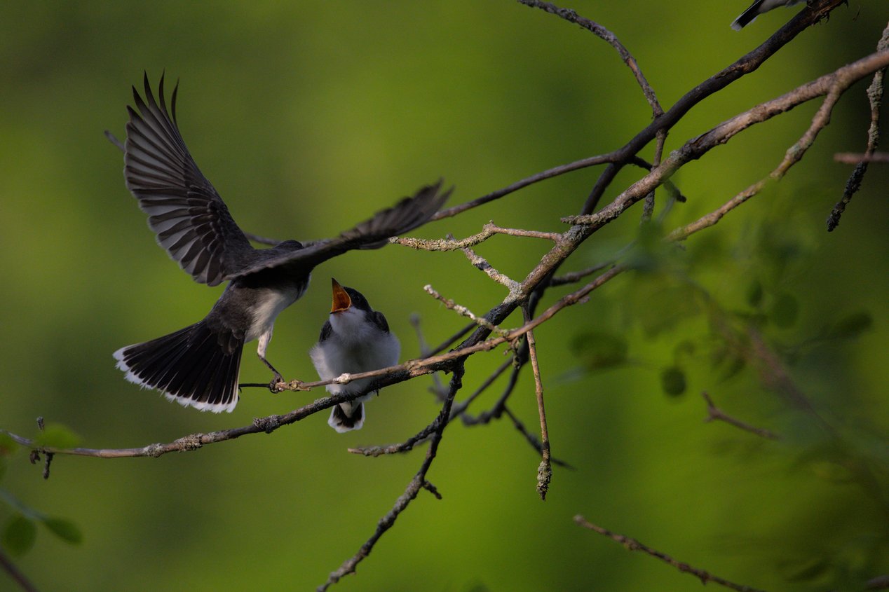 A small bird with grayish-brown upper feathers and a pale underbelly is perched on a thin, lichen-covered tree branch with its beak wide open, revealing a bright orange interior, likely calling out or waiting to be fed. The scene is set against a soft, out-of-focus green background of foliage, with several bare branches extending across the frame.