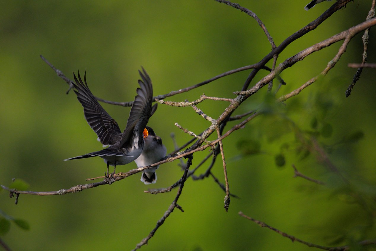 A small bird with grayish-brown upper feathers and a pale underbelly is perched on a thin, lichen-covered tree branch with its beak wide open, revealing a bright orange interior, likely calling out or waiting to be fed. The scene is set against a soft, out-of-focus green background of foliage, with several bare branches extending across the frame.