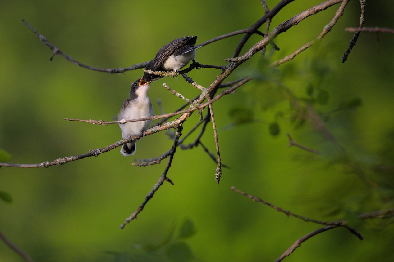 Two small birds perched on thin, lichen-covered tree branches against a soft green blurred background. One bird, positioned higher on a branch, appears to be an adult feeding a fledgling below, whose beak is wide open in a bright yellow gape as it receives food. The scene captures a tender moment of parental care, with the birds displaying grey and white plumage.