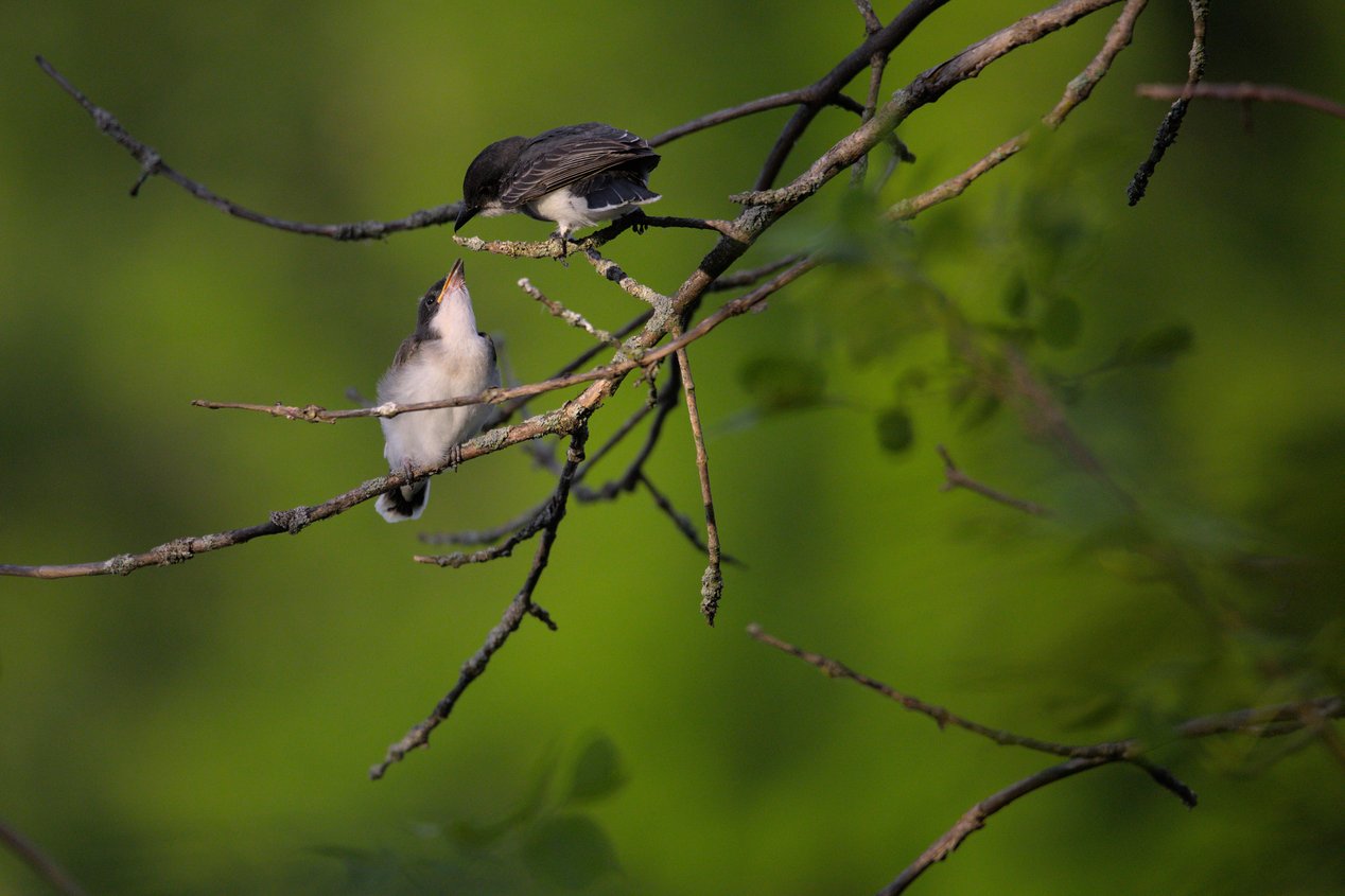 Two small birds perched on thin, lichen-covered tree branches against a soft green blurred background. One bird, positioned higher on a branch, appears to be an adult feeding a fledgling below, whose beak is wide open in a bright yellow gape as it receives food. The scene captures a tender moment of parental care, with the birds displaying grey and white plumage.