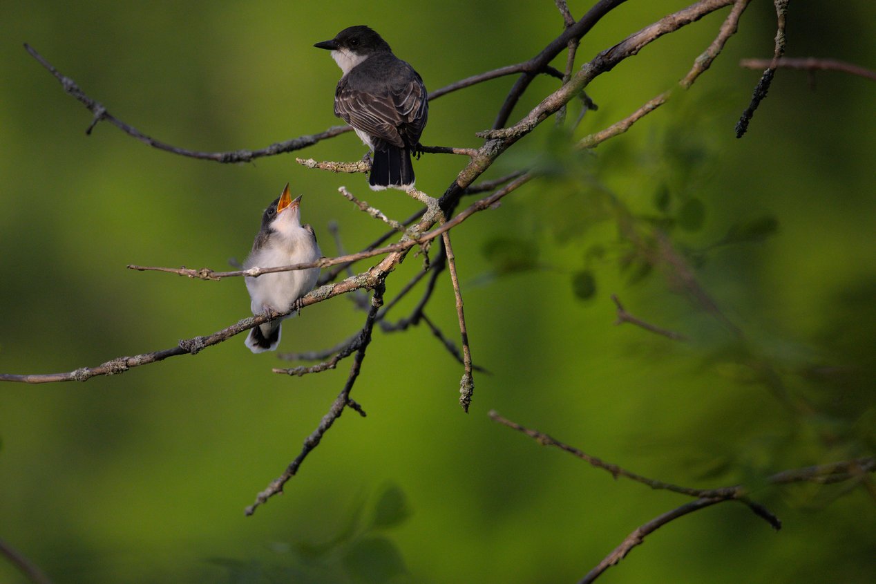 Two small birds perched on thin, lichen-covered tree branches against a soft green blurred background. One bird, positioned higher on a branch, appears to be an adult feeding a fledgling below, whose beak is wide open in a bright yellow gape as it receives food. The scene captures a tender moment of parental care, with the birds displaying grey and white plumage.