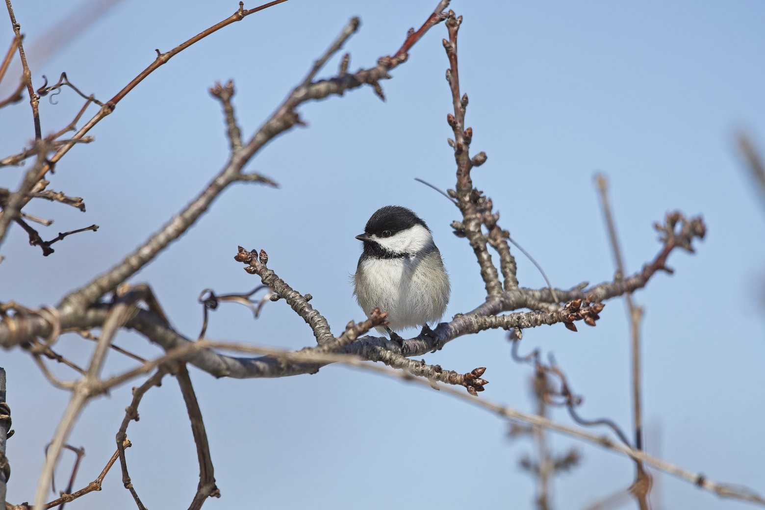 A small black-capped chickadee perched on a bare tree branch against a clear blue sky. The bird displays its characteristic black cap and bib, white cheeks, and soft buffy-brown body feathers. The surrounding branches are leafless with small buds, suggesting a late winter or early spring setting.