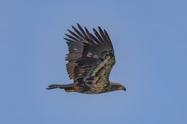 A large eagle in flight against a clear blue sky, viewed from below with its wings fully spread. The bird has mottled brown-and-white plumage on its body and wings, a broad tail, and a hooked yellow beak, consistent with a White-tailed Eagle soaring in open sky.