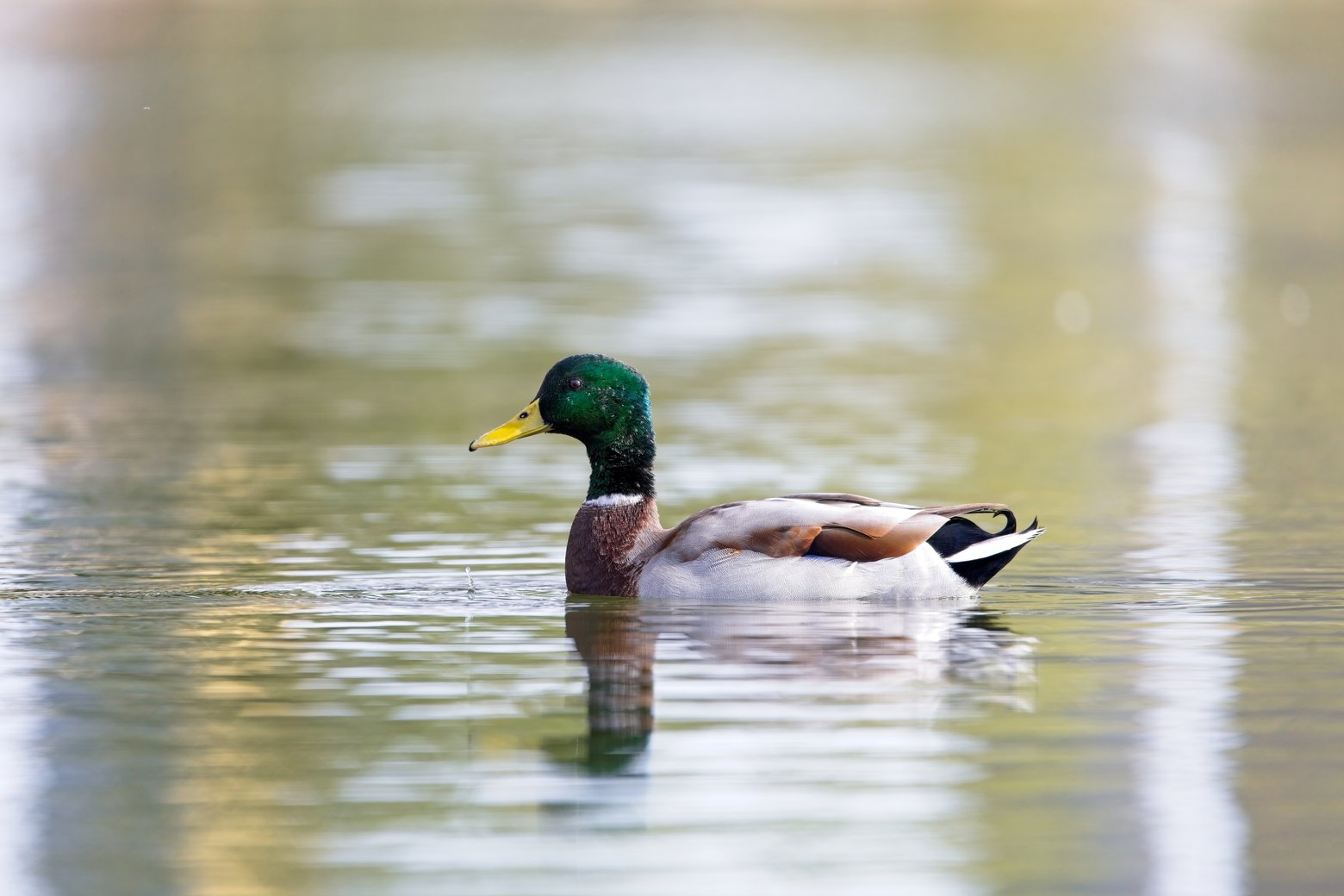 A male mallard duck with a glossy green head, yellow beak, and chestnut-brown chest swims gracefully across calm water, its reflection shimmering beneath it. The bird's gray body and white-and-black tail feathers are clearly visible against the soft, blurred golden-green background of the water's surface.