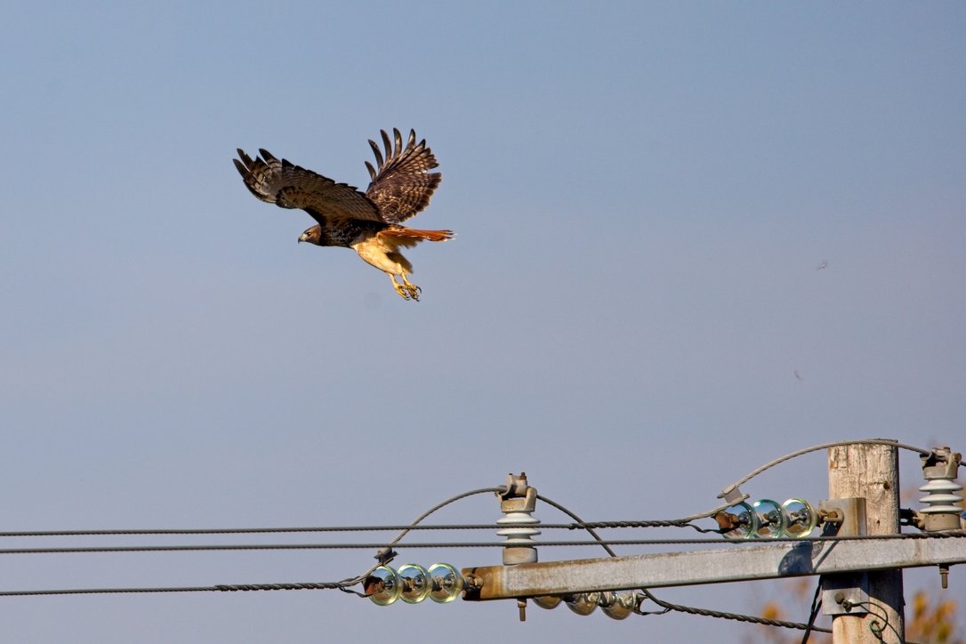 A hawk is captured mid-flight with its wings fully spread against a clear blue sky. The bird has dark brown plumage on its wings and back, a reddish-brown tail, and a pale chest, with its talons extended as if it may be landing or hunting. Below the hawk, a wooden utility pole with metal crossarms, ceramic insulators, and multiple power lines runs across the lower portion of the frame.