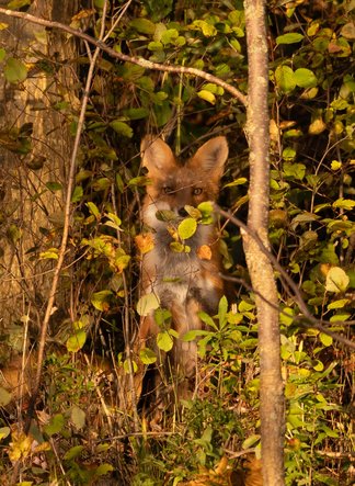 A red fox with reddish-orange fur, pointed ears, and a white chest is sitting upright and peering directly at the camera while partially hidden among dense green foliage, branches, and thin tree trunks in a wooded area. The scene is surrounded by lush leaves with hints of yellow, suggesting an autumn setting, and the fox appears alert and curious as it emerges from the bushes.