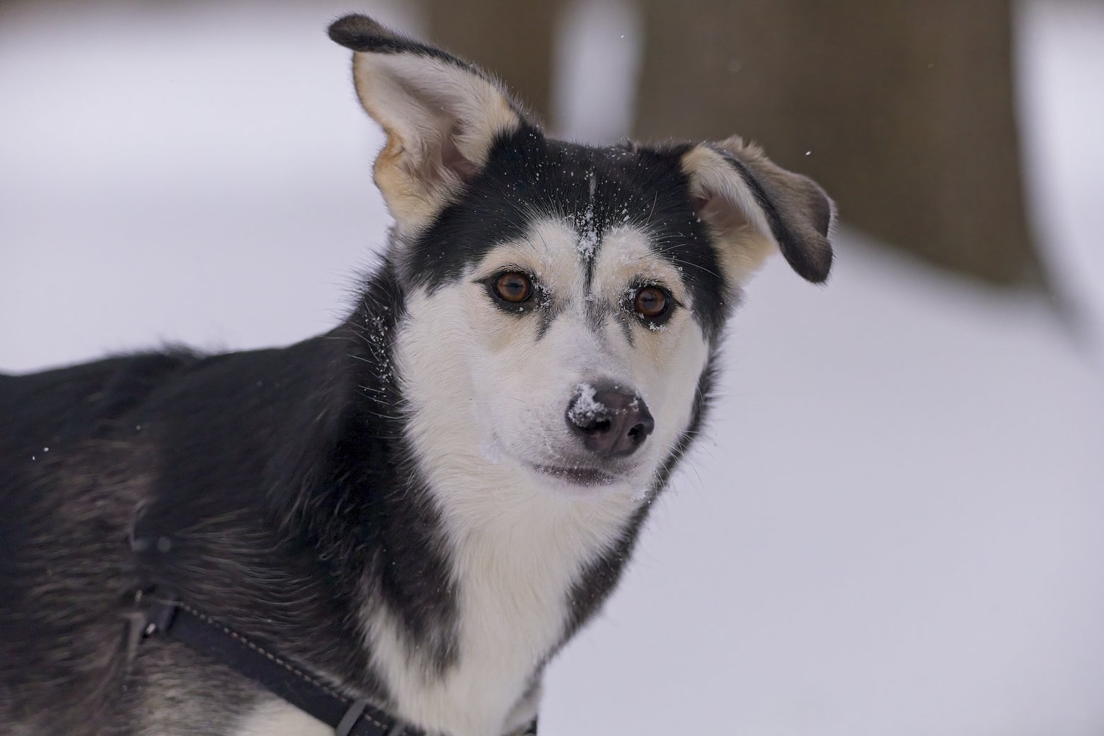 A close-up portrait of a black and white husky-like dog standing in a snowy environment. The dog has one upright ear and one slightly folded ear, warm brown eyes, and snow dusted on its nose and face. It is wearing a black harness and looking directly at the camera with an alert expression. The background is a soft, out-of-focus white snowy scene.