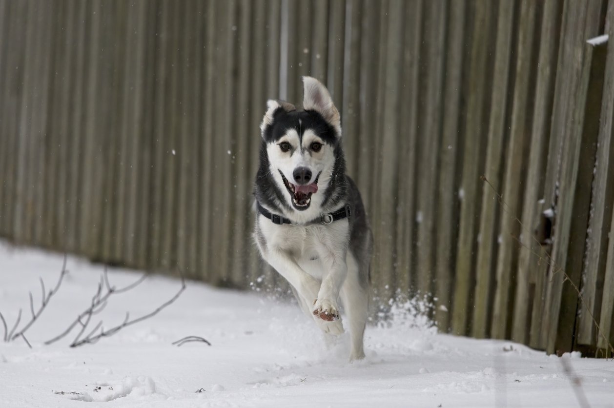 A close-up portrait of a black and white husky-like dog standing in a snowy environment. The dog has one upright ear and one slightly folded ear, warm brown eyes, and snow dusted on its nose and face. It is wearing a black harness and looking directly at the camera with an alert expression. The background is a soft, out-of-focus white snowy scene.
