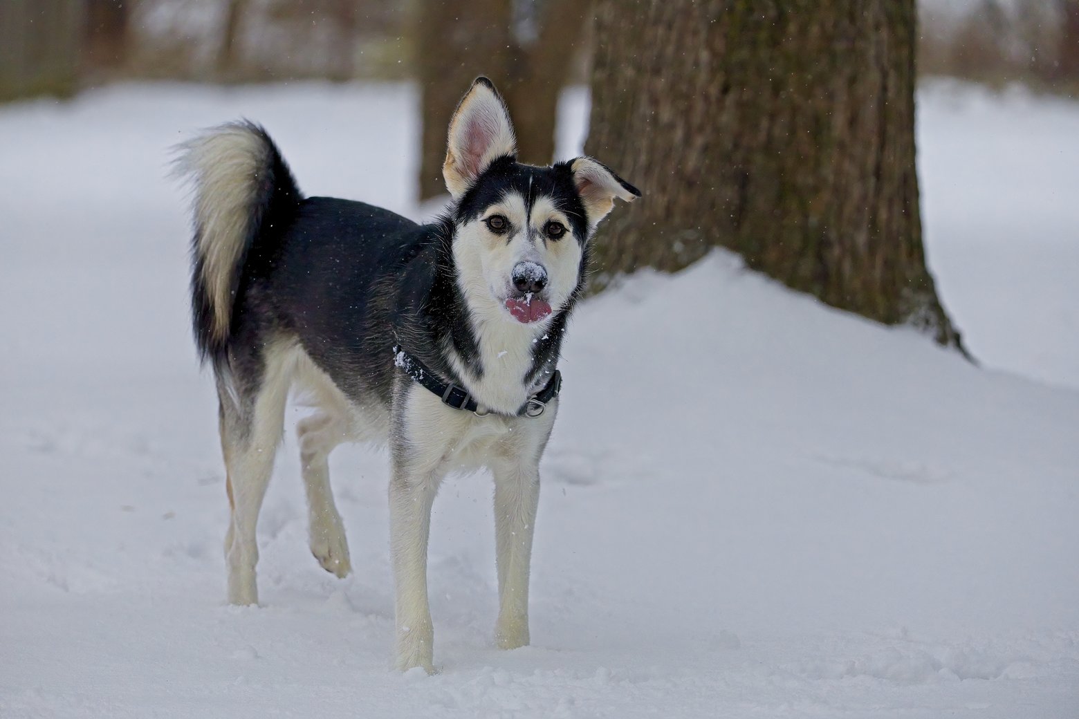 A black and white husky-like dog stands in the snow with its tongue slightly out, looking directly at the camera. The dog has upright pointed ears, a bushy curled tail, and wears a black collar. Snow is falling around it, and large tree trunks are visible in the blurred background, indicating a winter scene in a wooded or park area.