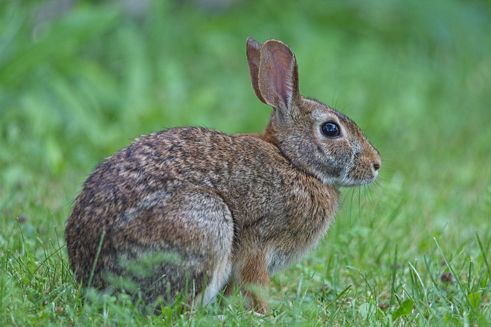 A brown rabbit sits in profile facing right on a bed of green grass, with upright ears, large dark eyes, long whiskers, and a blurred green background.