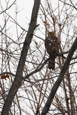 A hawk with mottled brown and white plumage perched on a bare tree branch, surrounded by a tangle of leafless twigs against an overcast sky, with a few remaining brown leaves clinging to the branches, suggesting late autumn or winter.