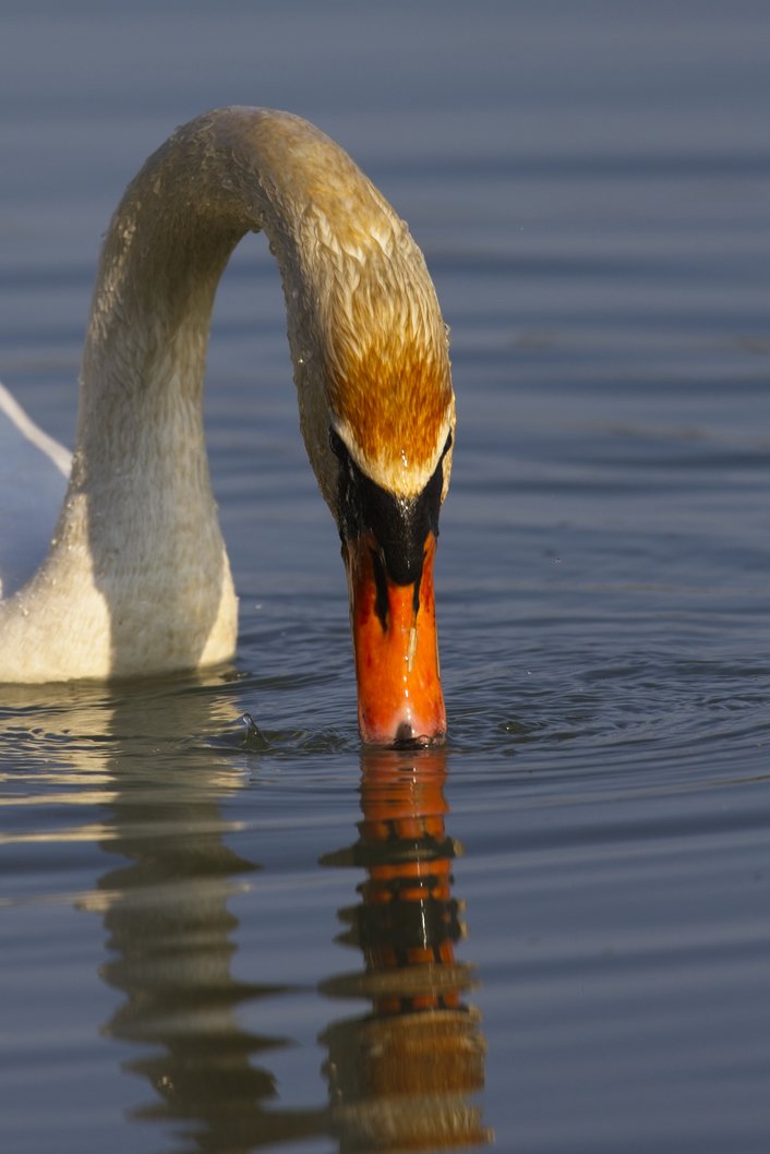 A close-up of a swan with a long, gracefully curved white neck dipping its bright orange beak into calm blue water, likely foraging or drinking. Sunlight gives the swan's neck feathers a warm golden tint, and a clear reflection of the swan's neck and beak is visible on the water's surface below.