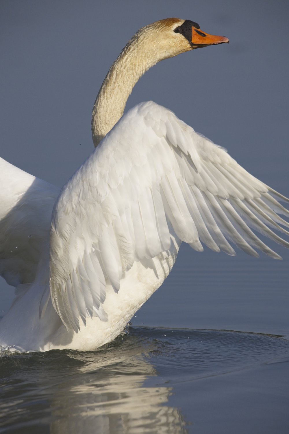 A close-up of a swan with a long, gracefully curved white neck dipping its bright orange beak into calm blue water, likely foraging or drinking. Sunlight gives the swan's neck feathers a warm golden tint, and a clear reflection of the swan's neck and beak is visible on the water's surface below.