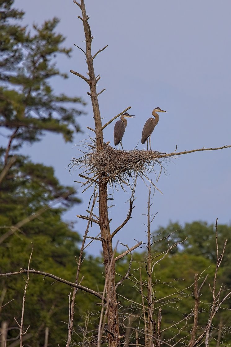 Two great blue herons standing in a large twig nest perched atop a tall, bare dead tree, with green forest trees and a pale blue sky in the background.