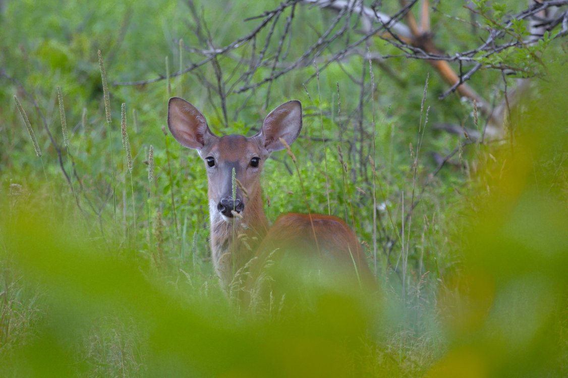 A young deer with large upright ears peers directly at the camera from amidst tall green grass and vegetation, its brown coat partially framed by blurred green foliage in the foreground and branches overhead.