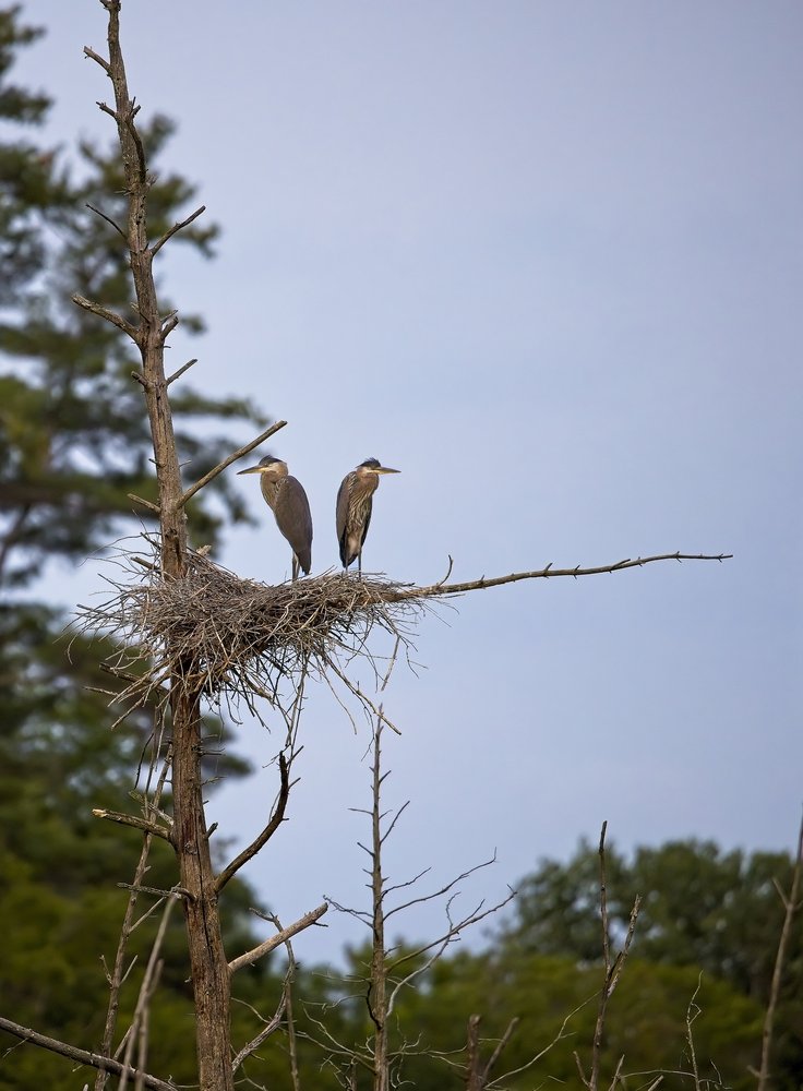 Two great blue herons perched together in a large twig nest built atop the branch of a dead tree, with a backdrop of green foliage and an overcast sky.