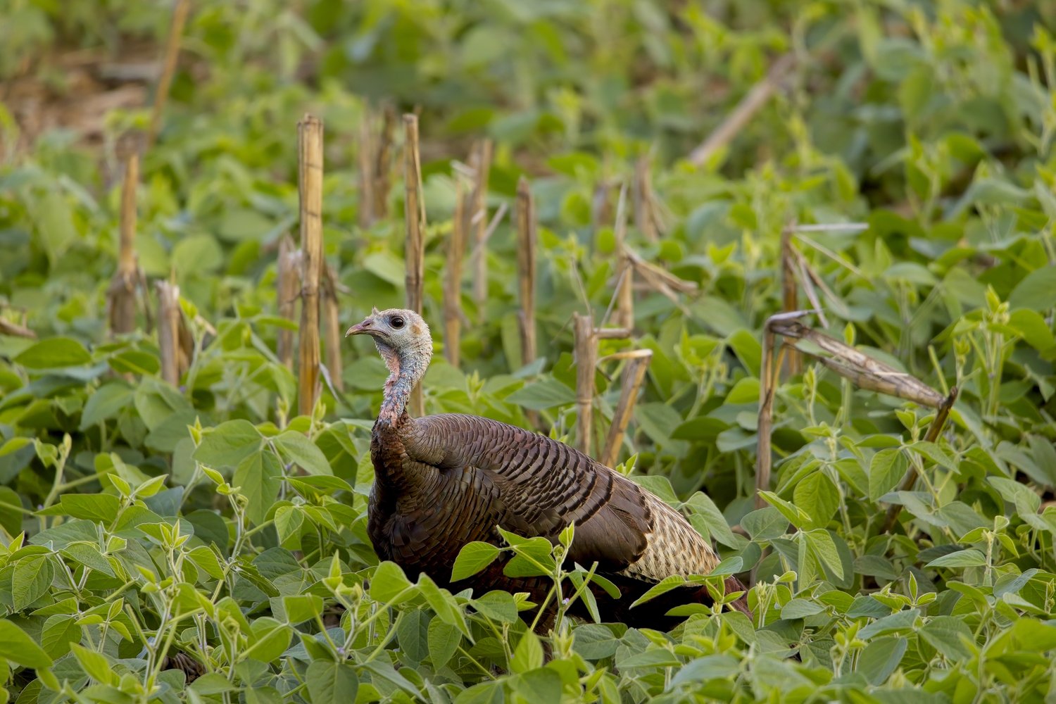 A wild turkey with brown patterned feathers and a bare neck stands alert among dense green crops, likely a soybean field, with wooden stakes and blurred vegetation visible in the background.