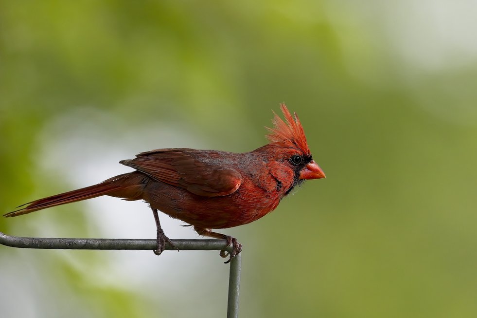 A male Northern Cardinal perched on a metal rod against a soft, blurred green background. The bird displays vibrant red plumage with a distinctive raised crest of feathers on its head, a black mask around its eye, and a bright orange conical beak. Its wings and tail feathers show slightly darker brownish-red tones, and it grips the metal rod with its feet while gazing to the right.