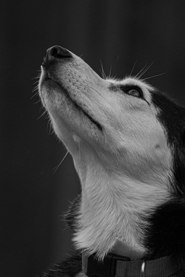 A striking black and white close-up portrait of a husky-type dog looking upward with its head tilted back against a dark background. The image captures fine details of the dog's muzzle, whiskers, and eye, with a collar and buckle visible at the bottom of the frame.