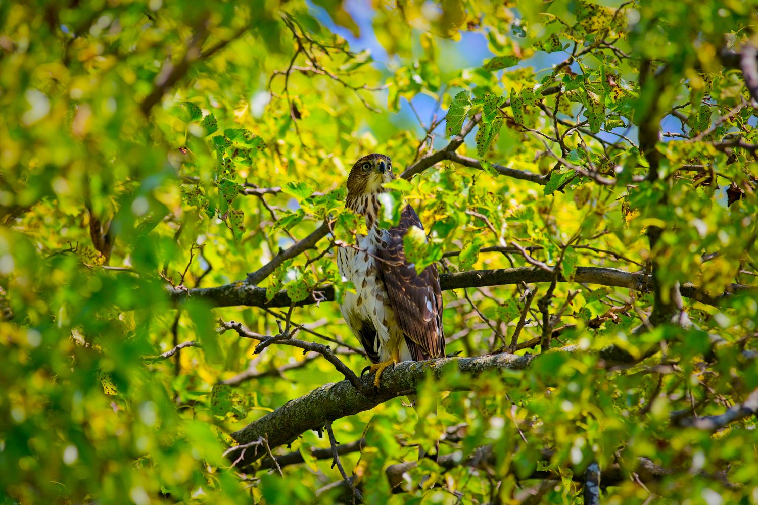 A hawk, likely a Red-tailed Hawk (Buteo species), perched on a tree branch surrounded by lush green foliage. The bird displays brown mottled plumage on its wings and back, a white chest with brown streaks, piercing yellow eyes, and bright yellow talons gripping the branch. The scene is captured through dense tree leaves, creating a natural peekaboo framing effect with a shallow depth of field that blurs the foreground and background. Sunlight filters through the canopy, casting a bright, dappled glow and suggesting a vibrant spring or summer day.
