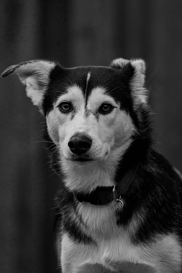 A striking black and white close-up portrait of a husky-type dog looking upward with its head tilted back against a dark background. The image captures fine details of the dog's muzzle, whiskers, and eye, with a collar and buckle visible at the bottom of the frame.