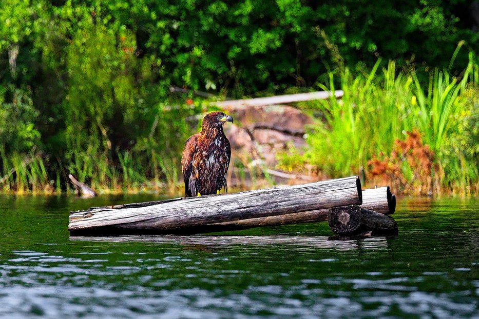 A wild turkey with brown patterned feathers and a bare neck stands alert among dense green crops, likely a soybean field, with wooden stakes and blurred vegetation visible in the background.