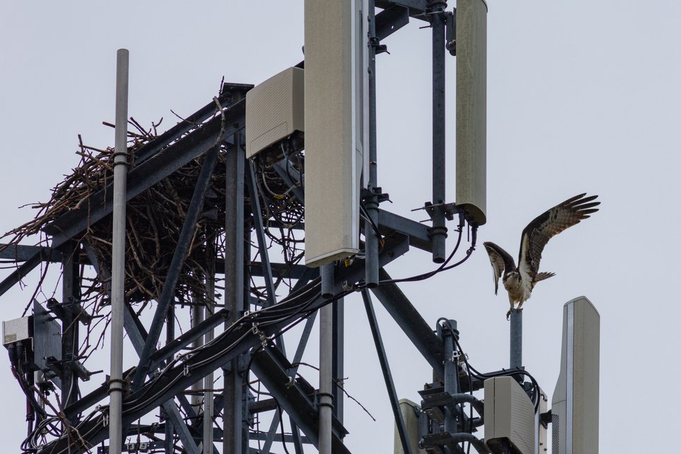A tall metal telecommunications/antenna tower equipped with multiple white rectangular antenna panels and various cables and wiring. A large bird nest made of twigs and branches is built into the structure of the tower. An osprey with its wings spread is captured mid-landing, perching on a vertical pole of the tower. The background is an overcast gray sky.