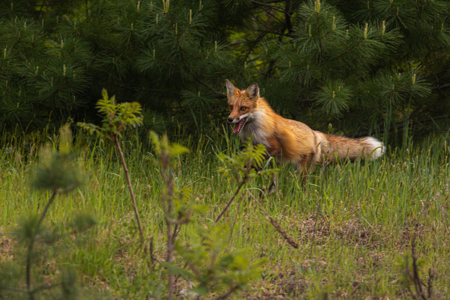 A red fox stands alert in tall green grass with its mouth open, appearing to bark or vocalize, framed by pine trees and young saplings in the foreground and background.