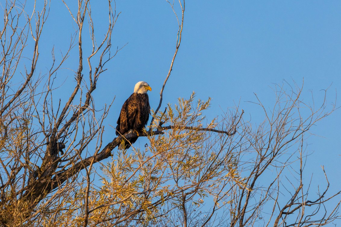 A bald eagle with a white head, dark brown body, and a bright yellow beak perches majestically on a tree branch against a clear blue sky. The eagle is surrounded by a mix of bare, tangled branches and sparse golden-brown foliage, suggesting a late autumn or early spring setting. Warm sunlight highlights the bird and the surrounding twigs, casting a golden glow and creating a serene, natural scene that captures the eagle as a vigilant and regal presence in its habitat.