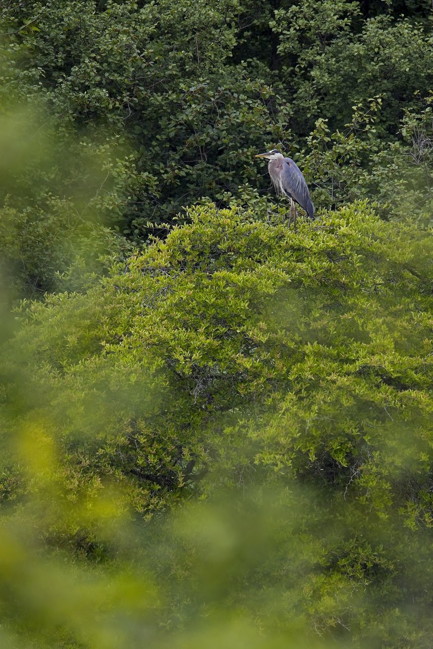 A bald eagle with a white head, dark brown body, and a bright yellow beak perches majestically on a tree branch against a clear blue sky. The eagle is surrounded by a mix of bare, tangled branches and sparse golden-brown foliage, suggesting a late autumn or early spring setting. Warm sunlight highlights the bird and the surrounding twigs, casting a golden glow and creating a serene, natural scene that captures the eagle as a vigilant and regal presence in its habitat.