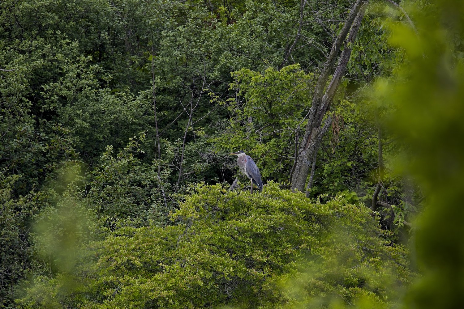 A great blue heron perched atop a lush green shrub in a dense forest setting, surrounded by leafy trees and foliage with blurred leaves in the foreground creating depth.