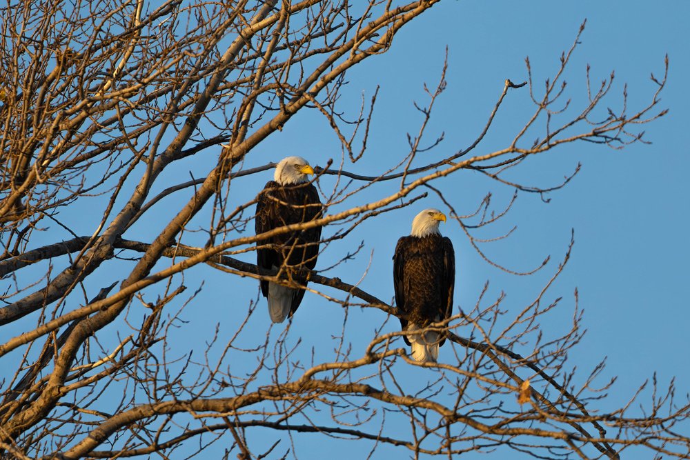 Two bald eagles perched on the bare branches of a tree against a clear blue sky. Both eagles display distinctive white heads and tails with dark brown bodies and bright yellow beaks, sitting side by side among the tangled, leafless branches, likely observed during golden light of early morning or late afternoon.
