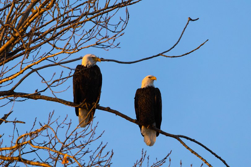 Two bald eagles perched on the branches of a leafless tree against a clear blue sky. Both eagles display the characteristic white heads, white tail feathers, and dark brown bodies with bright yellow beaks. The tree branches are bare with small buds, suggesting early spring, and are illuminated by warm sunlight from the side. The eagles sit side by side on a branch, gazing in the same direction to the right.