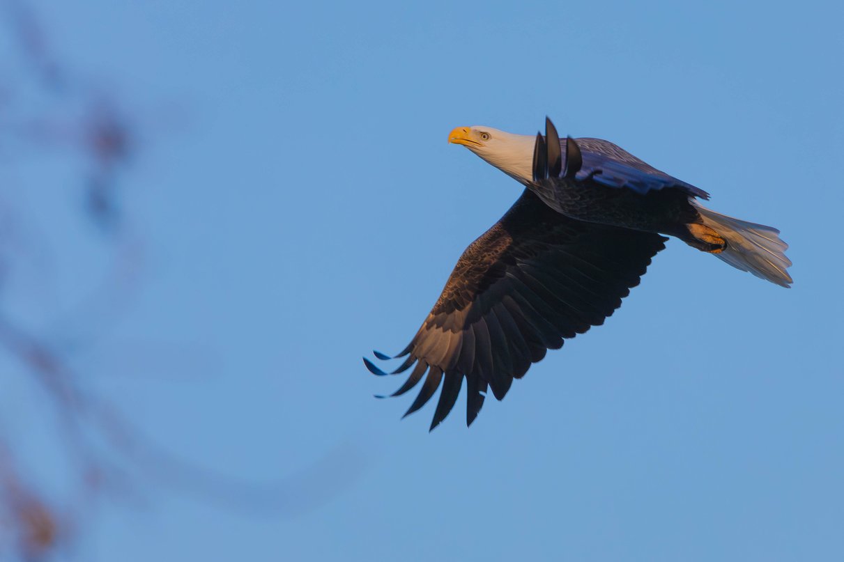 A bald eagle in mid-flight against a clear blue sky, with its wings fully spread. The eagle features a distinctive white head, bright yellow beak, dark brown body and wings, and a white tail. It is captured gliding gracefully with its wings extended, while blurred tree branches appear faintly on the left side of the frame.
