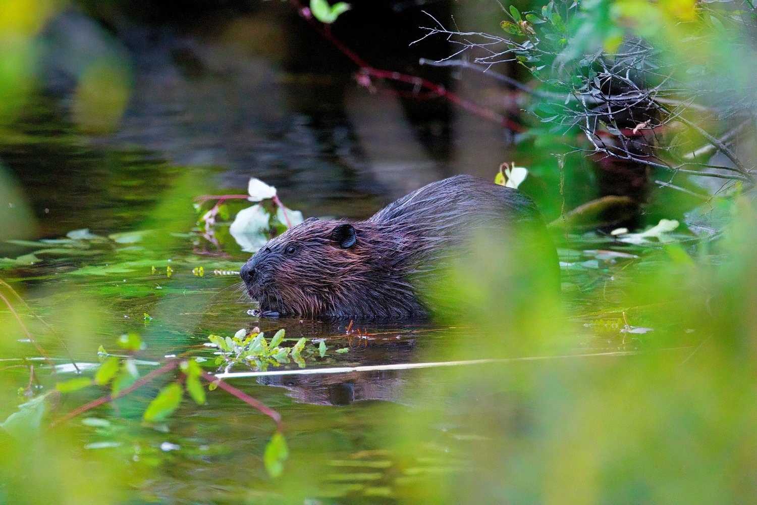 A beaver with wet brown fur is swimming in a green, vegetation-filled pond or stream, partially submerged with only its head and back visible above the water. The scene is framed by blurred green foliage in the foreground and background, creating a natural, lush woodland wetland setting.