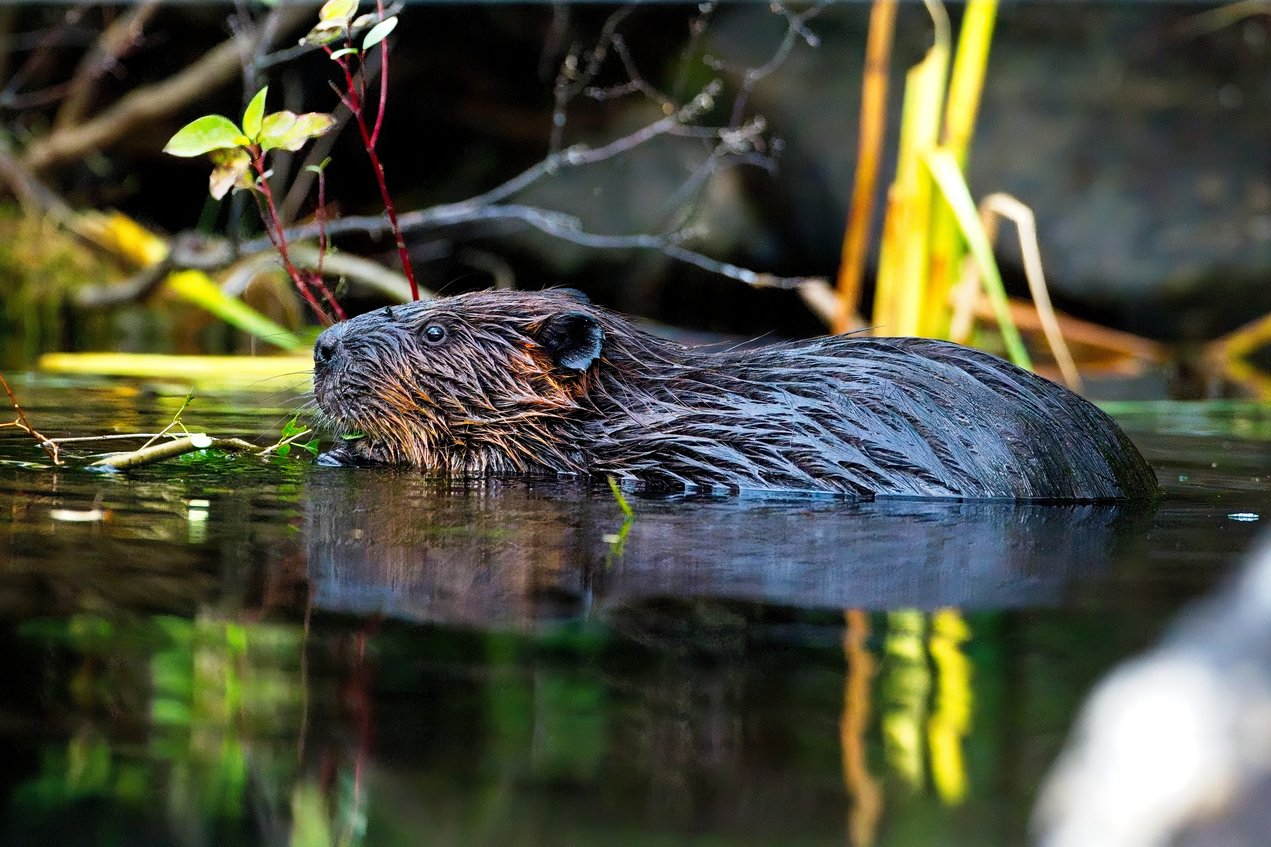A beaver with wet, dark brown fur is swimming in a calm body of water, with its head and upper body visible above the surface. Surrounding vegetation, including green and yellow plants and branches, frames the scene, and the water reflects the beaver and the surrounding foliage.