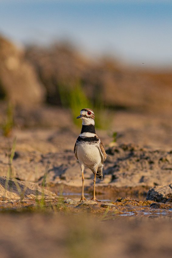 A Little Ringed Plover stands upright on a rocky, muddy shoreline near shallow water. The small wading bird has a white underbelly, two distinctive dark bands encircling its neck, a brownish crown, and a striking bright red eye. It has a short dark beak and long yellowish legs. The background is softly blurred, showing dry sandy terrain with sparse green vegetation under a clear pale blue sky, suggesting a warm, arid coastal or wetland habitat captured during golden-hour lighting.